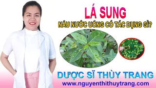 Uống nước lá sung có tác dụng gì? Cần lưu ý gì?