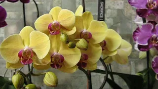 Домашнее цветение орхидей и интересные наблюдения.