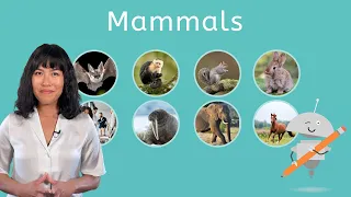 Mammals - Biology for Teens!