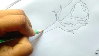 How to draw a rose with water drops // pencil sketch drawing // step by step // beautiful rose