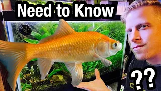 Comet Goldfish Care - Watch BEFORE Buying