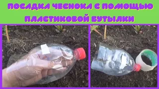 Посадка чеснока с помощью пластиковой бутылки. Еще одна идея для дачи из пластиковых бутылок