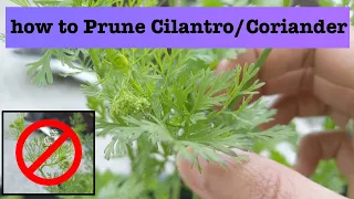 How to prune Cilantro or Coriander for better harvest?