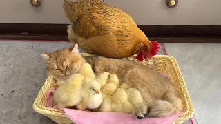 The kitten is a qualified mother of the chick,cuddling and sleeping.hen helpless cute animal video😂