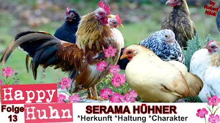 E13 Serama Hühner im Rasseportrait - HAPPY HUHN, Ayam Serama - Zwerghühner Haltung, Eier, Brut Zucht