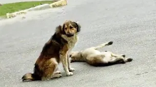 The male dog desperately begged passersby to help his mate, he's afraid of losing her