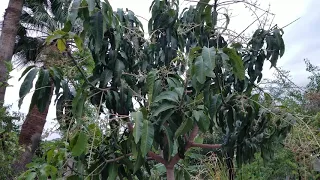 How to feed your mango trees. The PROPER way