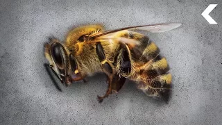 After a Decade of Colony Collapse, Bees Are Bouncing Back! (Sort Of)