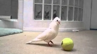 Dove plays with a ball