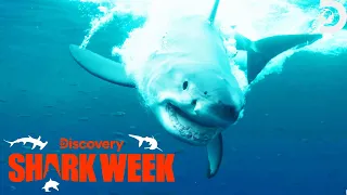 Diver Performs Ultrasounds on Savage Great White Sharks | Shark Week | Discovery