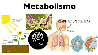 Metabolismo, anabolismo, catabolismo, papel del ATP y las enzimas