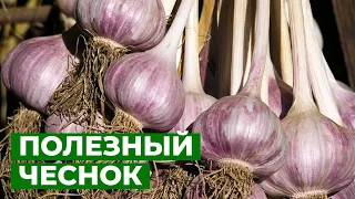 ВСЕ, ЧТО НУЖНО ЗНАТЬ ПРО ЧЕСНОК | Секреты выращивания чеснока