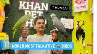 World Most Talkative Birds | #exoticbird | #Mumbai | #amazon #africangrey #petshop