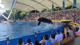 LORO PARK ORCAS SHOW TENERIFE