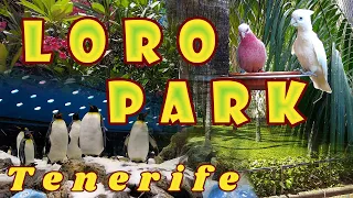 Walk Through Loro Parque - Tenerife, Canary Islands