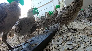 Ringneck Pheasant Farm (Putting Blinders on)