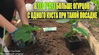 В 10 РАЗ БОЛЬШЕ ОГУРЦОВ С ОДНОГО КУСТА ПРИ ТАКОЙ ПОСАДКЕ!!!