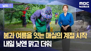 [날씨] 봄과 여름을 잇는 매실의 계절 시작‥내일 낮엔 맑고 더워 (2024.05.30/뉴스데스크/MBC)