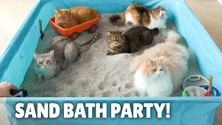 My Cats Enjoyed a Humongous Sand Bath! | Kittisaurus