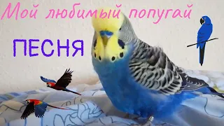 ПЕСНЯ "Мой любимый попугай" ПРО КЕШУ 🦜🎵🎶/ ВОЛНИСТИКИ❤ / Мои Волнистики 🦜🐤🐣🐥