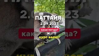 Ежедневные выпуски из Паттайи .Погода и курс валют в низкий сезон дождей в Таиланде. #паттайя2023