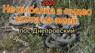 ЗМЕИ. ЖЕСТЬ. ШАХМАТНЫЕ УЖИ, ЗАПОЛОНИЛИ КАМЕННУЮ КОСУ ГДЕ РЫБАЧИМ. пос.Днепровский.Часть1.