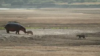 Baby hippo attacked by leopard