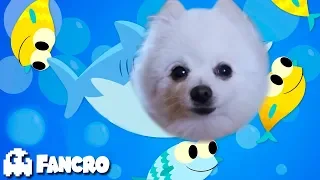 Baby Shark - Cover Gabe the Dog (Music video)