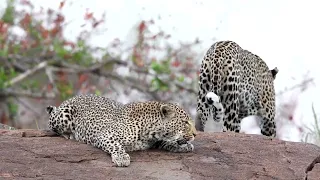 Leopards Mating - ORYX Photo Tour to MalaMala Game Reserve