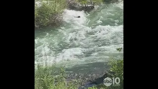 Bear gets caught in powerful Yuba River in California