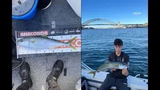 Sydney Harbour Kingfish Mayhem