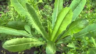 The Garden Gurus - Edible Weeds