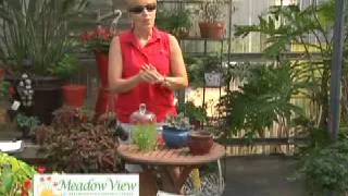 How to propogate a violet - Meadow View Greenhouse and Garden 6