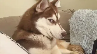 Get a Husky they said, It will be fun🤣