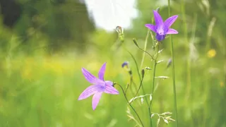 Памяти Владимира Серафимовича Шарапова