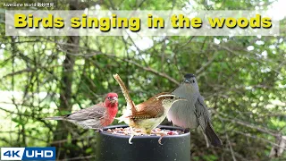 ASMR 4 HOURS of Birds Singing in the Woods, No loop, 4K Cat TV, Relaxing Sound, Awesome World 038