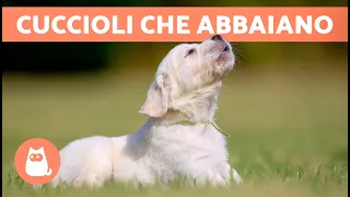 CUCCIOLI di CANE che ABBAIANO 🐶 🔊 Tenerissimi e adorabili!