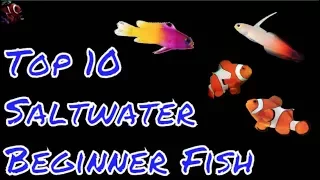Top 10 Saltwater Fish For Beginners