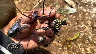 bitten by a golden spider and beetle‼️catch strawberry spiders, jumping spider, stag beetle, mantis