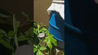 A simple filter for rooftop rainwater