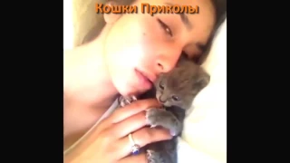 КОШКИ ПРИКОЛЫ ★ СМЕШНЫЕ КОТЫ И КОШКИ 2017 ПРИКОЛЫ С КОТАМИ И КОШКАМИ 2017 #38 ★ #7