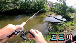 【五三川】連休中のハイプレッシャーでもあの◯◯は強い!＃五三川#Japan　bass　fishing#bass fishing#バス釣り