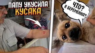 Джесси БЕРЕМЕННА?😱 Папу покусала кусака🤦‍♀️ Валера улетает опять в Москву.