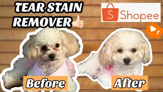 HOW TO REMOVE DOG'S TEAR STAIN| SUPER EFFECTIVE| TOY POODLE| ELIJAH