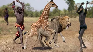 Mother Giraffe Kicks Lion Head Very Hard To Save Her Baby Front of The Lion Herd, Elephant vs Rhino