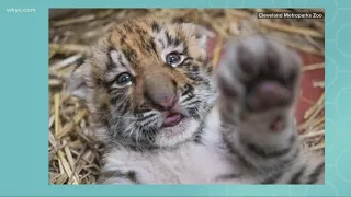 New tiger cubs debut at the Cleveland Metroparks Zoo
