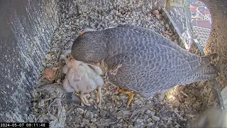 Slechtvalken Nestkast Onze Lieve Vrouwe Toren Amersfoort 07.05.2024 09:01