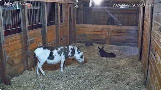 Baby Donk Cam Harley n foal 606pm staff leave misc to 1057pm 5252024