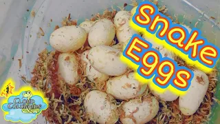 My Snake Collection 2023, Snake Eggs