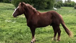 Коні Ваговози.Жеребець Лаур.Жеребець на Паровку.коні на Продаж!)